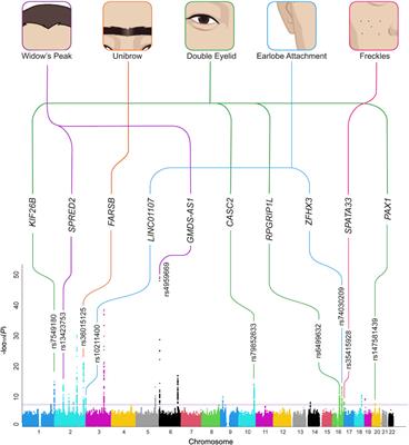 Novel genetic associations with five aesthetic facial traits: A genome-wide association study in the Chinese population